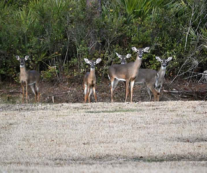 Casa de 4 Quartos com Gerador e Água Purificada em Orlando $549,900